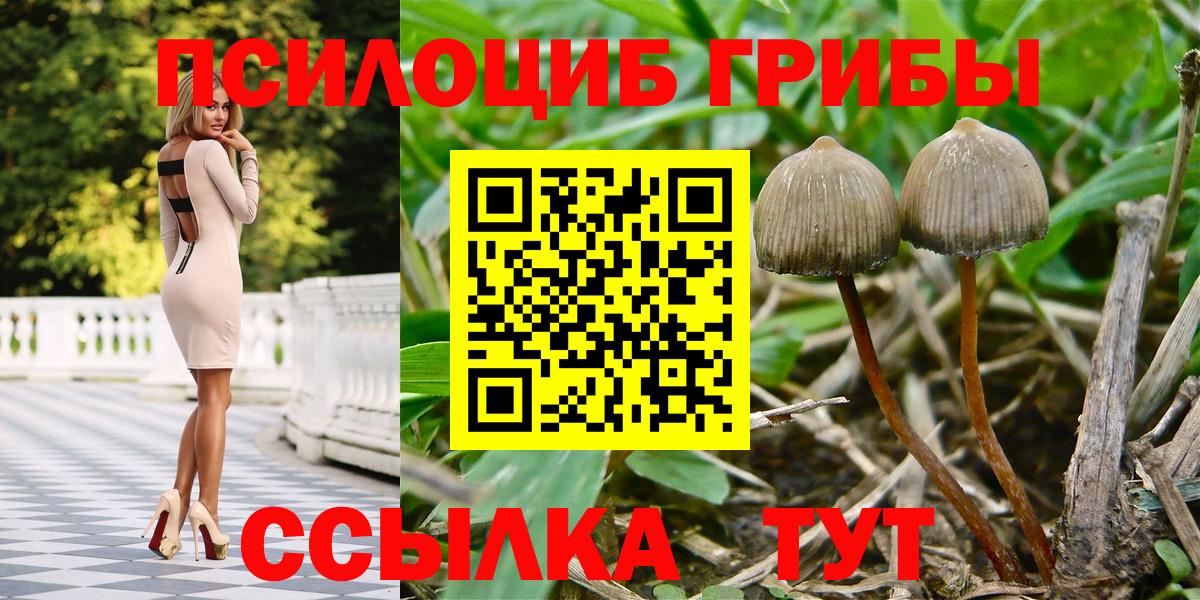 Псилоцибиновые грибы Psilocybine cubensis Сосновый Бор